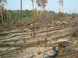 250px-Deforestation-Transamazon_Highway