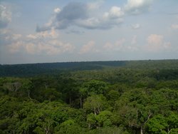 250px-Intact_Amazon_forest_near_Manaus.JPG
