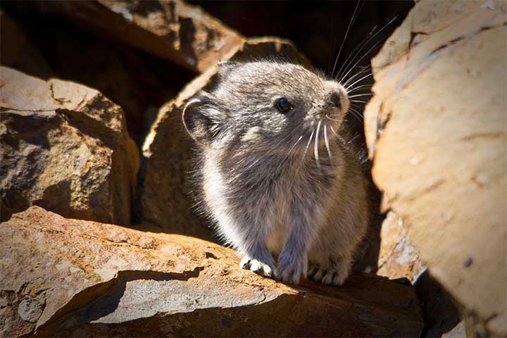 Greenland Lemmings' Collapse Pushes Predators to Brink, Science