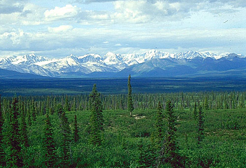 boreal_forests_picea_glauca_taiga