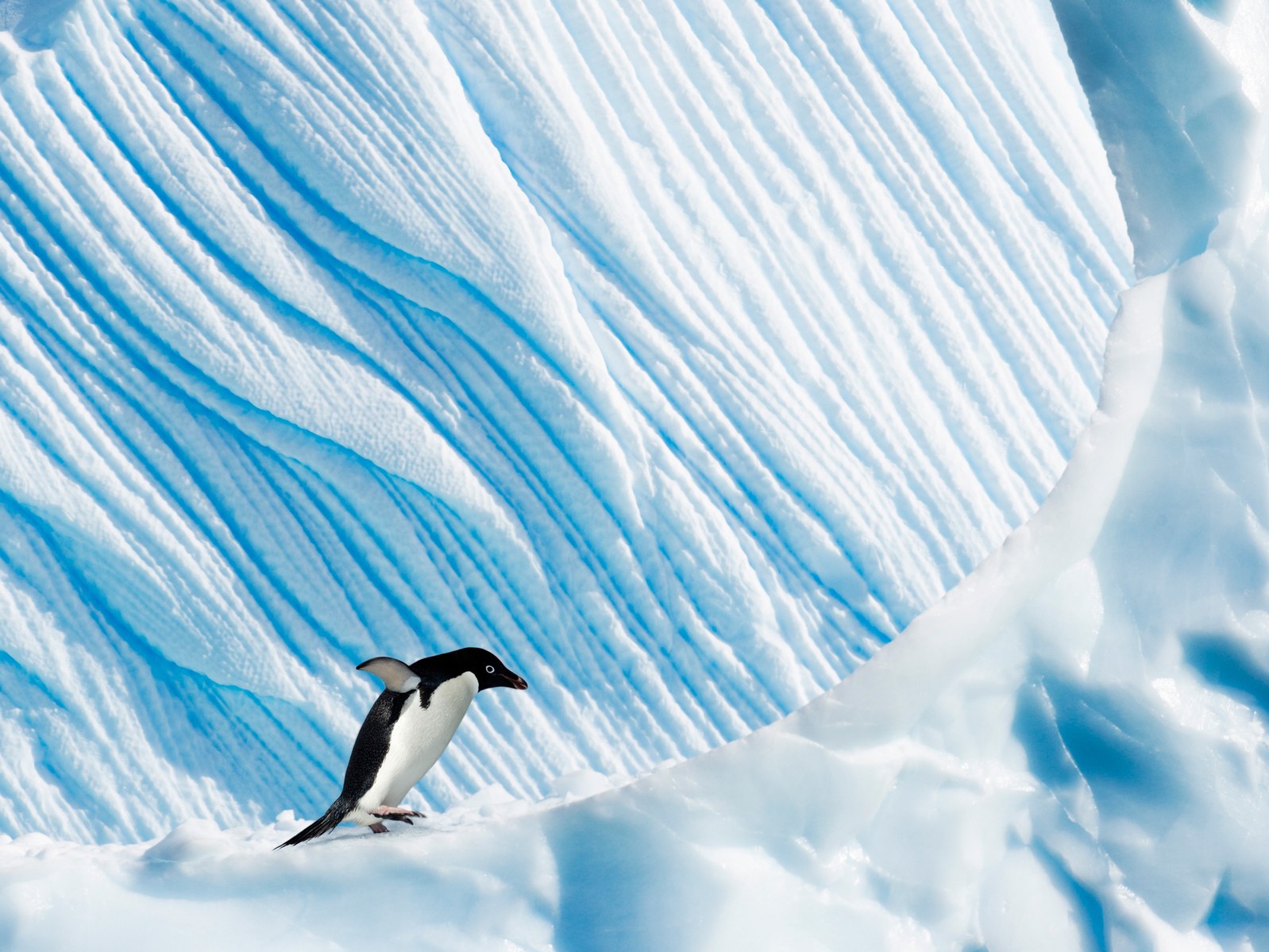 penguin-107645987